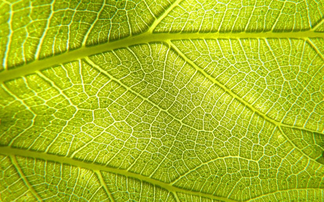 Efficient and circular artificial photosynthesis